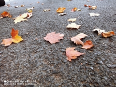 Platanus × hispanica