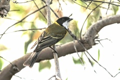 Pachycephala fuliginosa