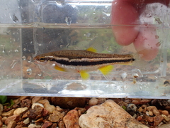 Chrosomus erythrogaster