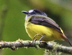 Myiotriccus ornatus
