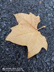 Platanus × hispanica