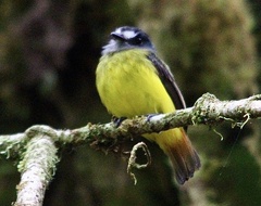 Myiotriccus ornatus