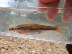 Notropis nubilus