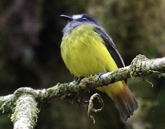 Myiotriccus ornatus
