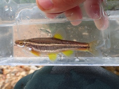 Chrosomus erythrogaster