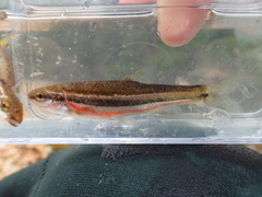 Chrosomus erythrogaster