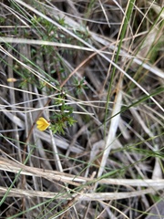 Pultenaea pedunculata