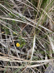 Pultenaea pedunculata