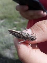 Phlibostroma quadrimaculatum