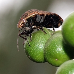 Coleotichus artensis