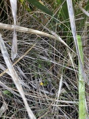 Pultenaea pedunculata