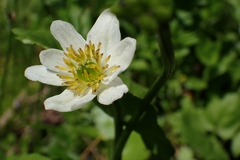 Caltha leptosepala