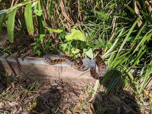 Australian Scrub Python sighting