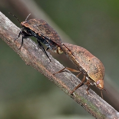 Coleotichus artensis