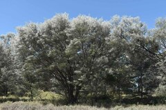 Acacia aneura major