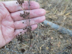 Spiraea media
