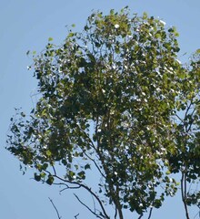 Eucalyptus populnea