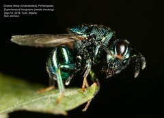 Perilampidae