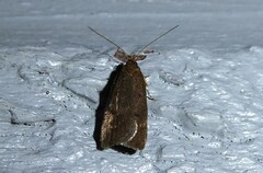 Phaeosaces apocrypta