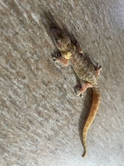 Afrogecko porphyreus