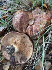 Paxillus