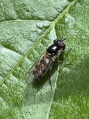Melangyna