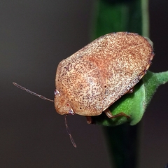 Coleotichus artensis