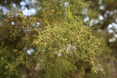 Exocarpos cupressiformis