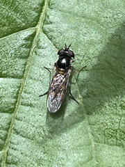 Melangyna