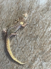 Afrogecko porphyreus
