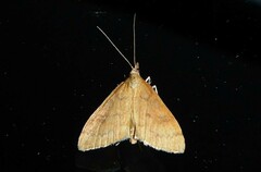 Mnesictena flavidalis