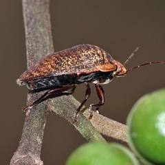 Coleotichus artensis