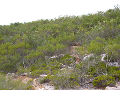 Eucalyptus tetraptera