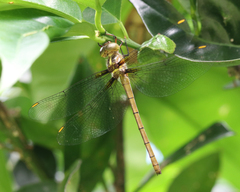 Austrocordulia refracta