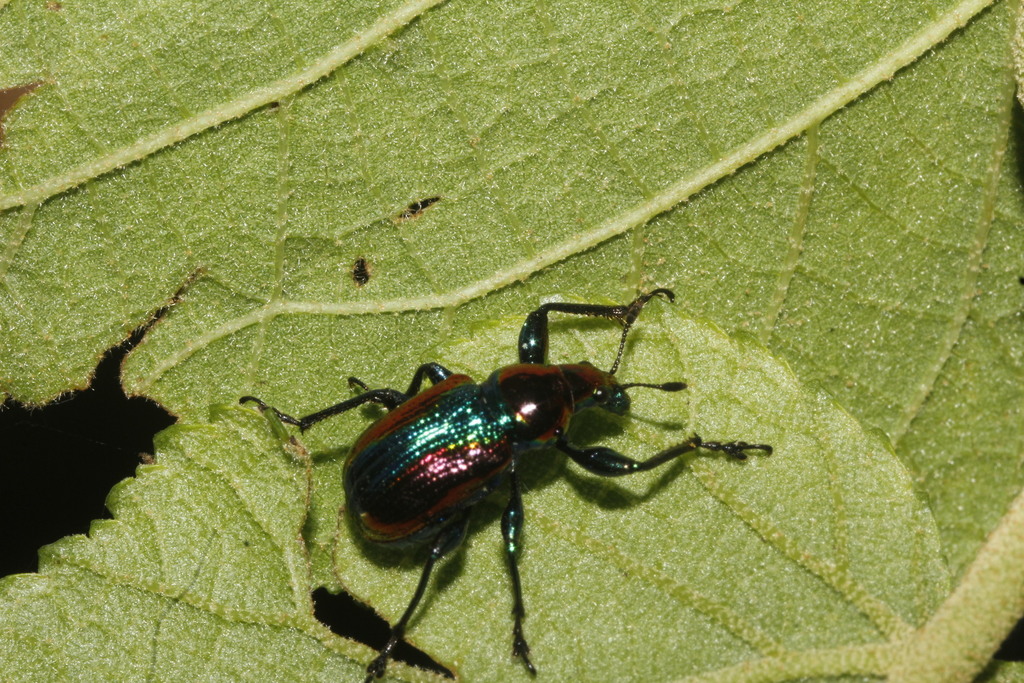 Pilolabus viridans