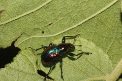 Pilolabus viridans