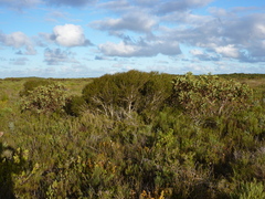 Eucalyptus angustissima