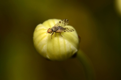 Dioxyna picciola