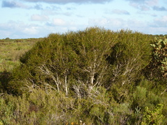 Eucalyptus angustissima