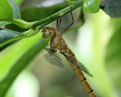 Austrocordulia refracta