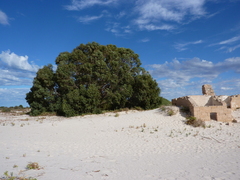 Eucalyptus gomphocephala