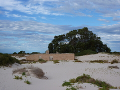 Eucalyptus gomphocephala
