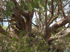 Eucalyptus gomphocephala