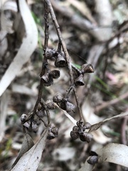 Eucalyptus aromaphloia