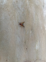 Lamprogaster bicolor