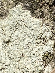 Pertusaria