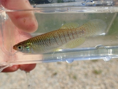 Fundulus dispar