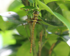 Austrocordulia refracta