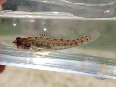 Etheostoma gracile