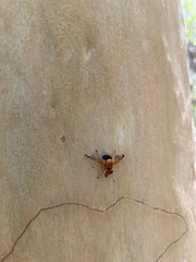 Lamprogaster bicolor